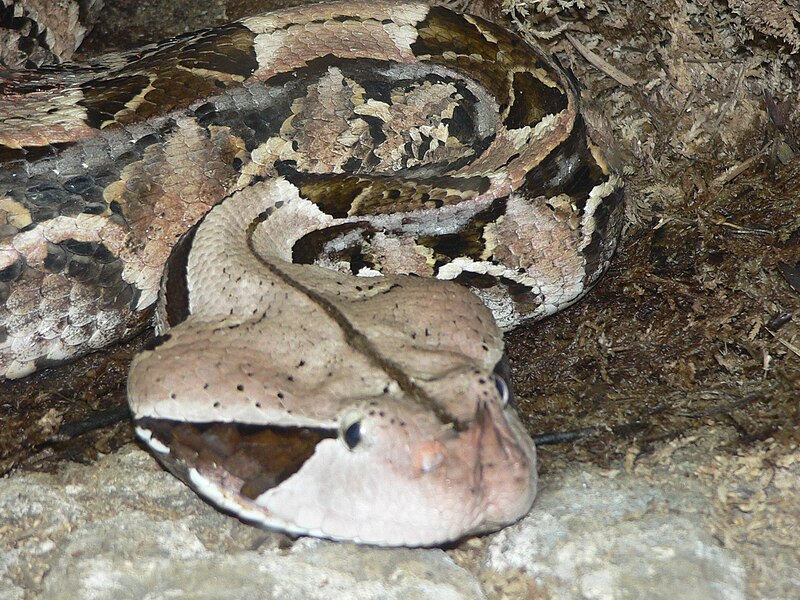 File:MP-Bitis nasicornis2.jpg