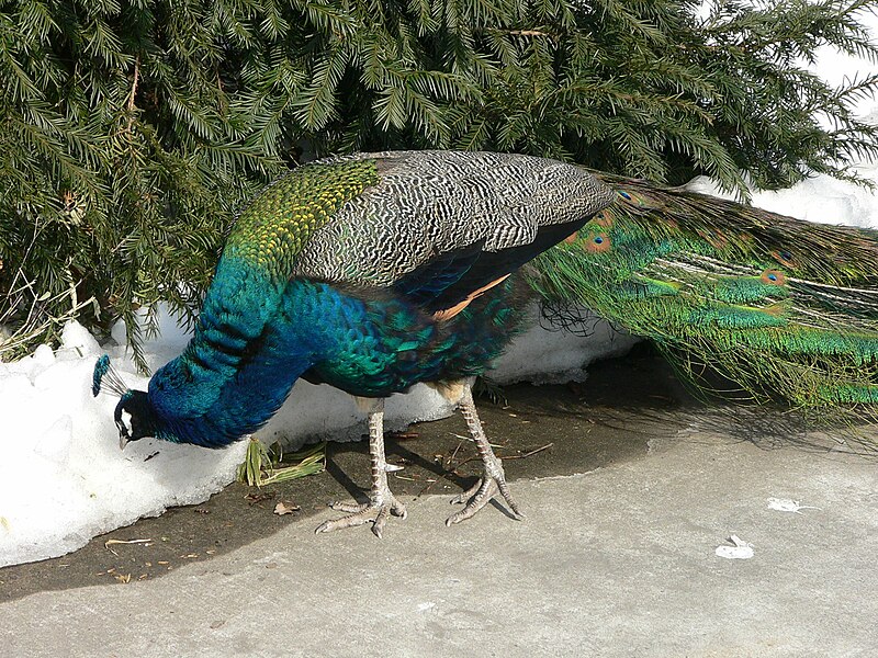 File:MP-Pavo cristatus 15.jpg