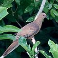 MacKinlay’s Cuckoo-Dove (Macropygia mackinlayi) (15716376852) (cropped).jpg