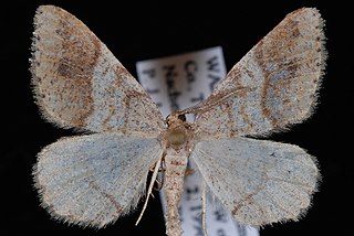 <i>Speranza plumosata</i> Species of moth