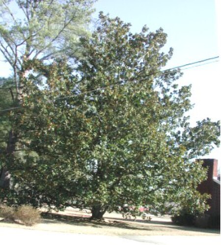 Tập tin:Magnolia grandiflora 2004.jpg