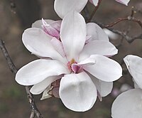 Magnolia May 2014