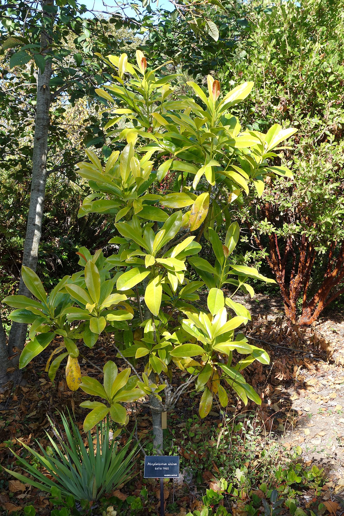 File Magnolia Sinica Manglietiastrum Sinicum Mendocino Coast