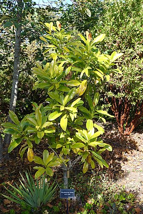 Descripción de Magnolia sinica (Manglietiastrum sinicum) - Jardines Botánicos de la Costa de Mendocino - Imagen DSC02074.JPG.