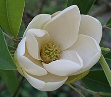 Magnolia virginiana Blume 2.jpg