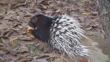 File: Malayan porcupine eating a sweet potato.webm