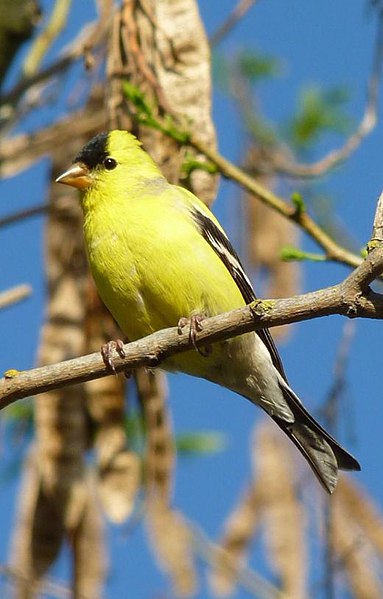 File:Male American Goldfinch in Lodi CA.JPG