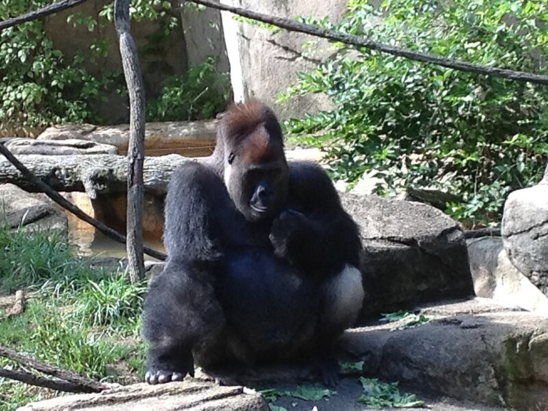 File:Male gorilla Cincinnati zoo.JPG