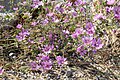 Malva sylvestris