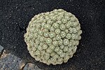Thumbnail for Mammillaria compressa