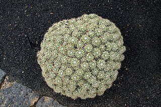 <i>Mammillaria compressa</i> Species of cactus