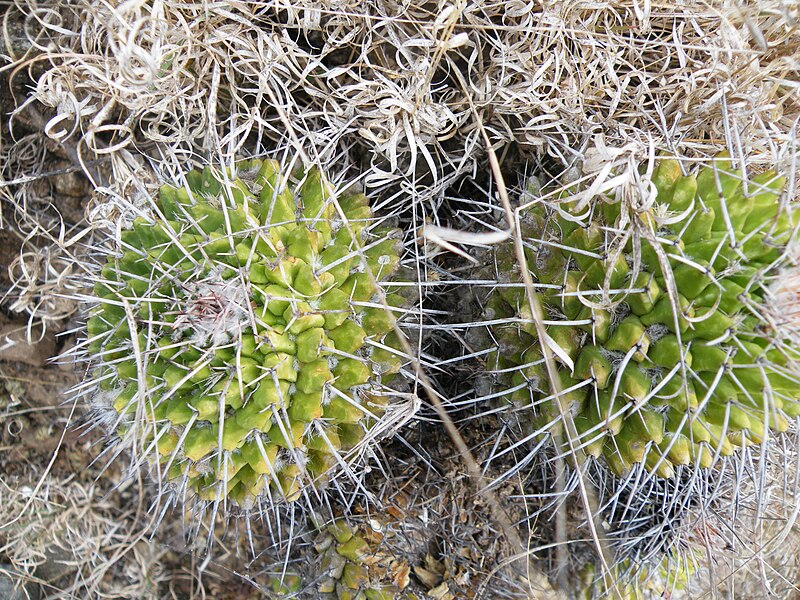 File:Mammillaria carnea (5747317337).jpg