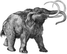 Mamutas (Mammuthus primigenius)