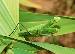 Rukoileva Mantis Mimicry