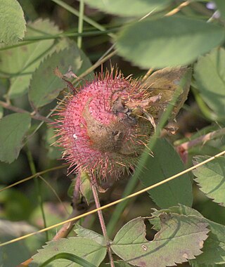 <i>Diplolepis spinosa</i> North American gall-inducing wasp