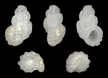 Manzonia darwini 01.jpg