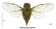 Maoricicada iolanthe female.jpg