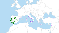 Distribución na zona mediterránea do piñeiro manso.