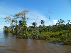 Margem esquerda rio solimões Careiro da Varzea Am Brasil.JPG