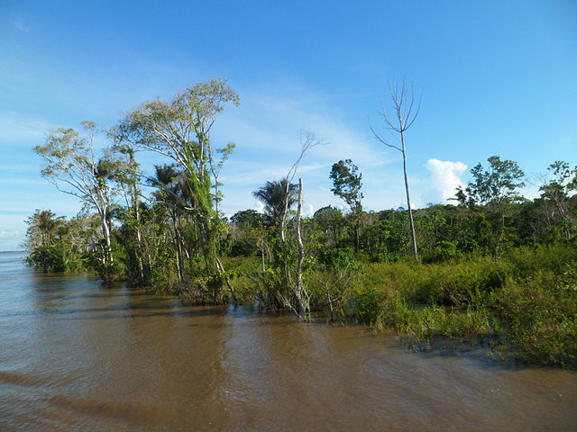 Left bank of the Solimões at Careiro da Várzea