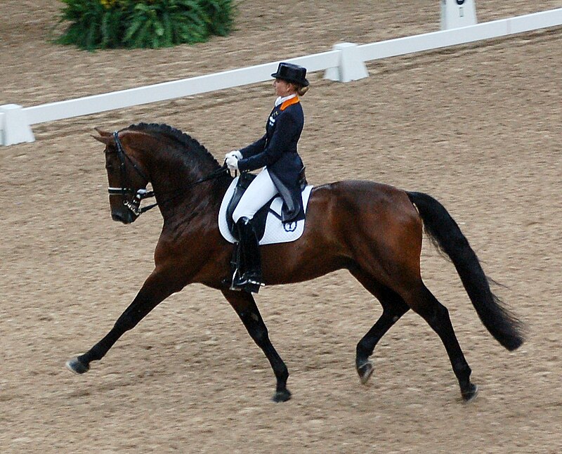 dressage horse cantering