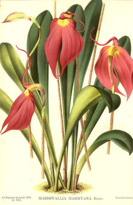 Masdevallia coccinea