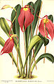 Masdevallia coccinea Illustration in: "La Belgique horticole, journal des jardins et des vergers" (1873)