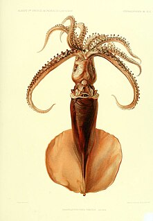 <i>Mastigoteuthis magna</i>