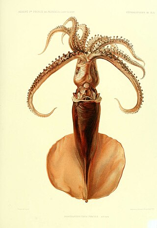 <i>Mastigoteuthis magna</i> Species of mollusc