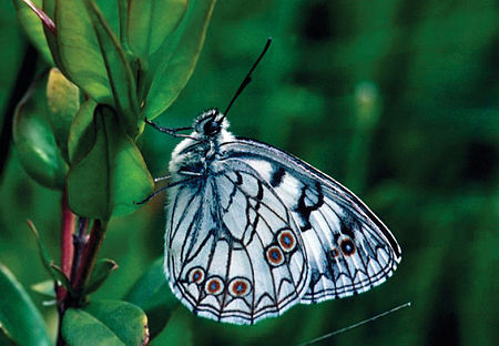 Tập_tin:Melanargia_arge_-_Nature_Conservation-001-073-g039.jpg