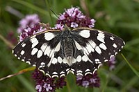 Melanargia galathea top MichaD.jpg