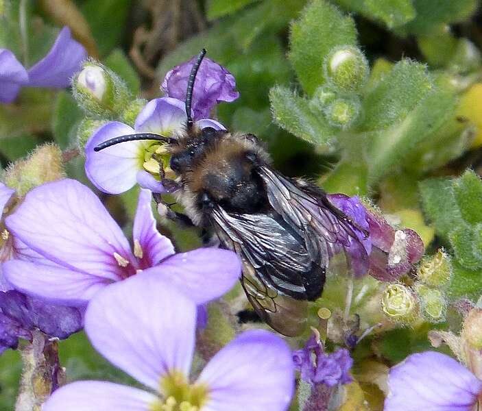 File:Melecta albifrons. Common Mourning Bee - Flickr - gailhampshire (1).jpg