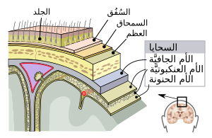 Meninges-ar.svg