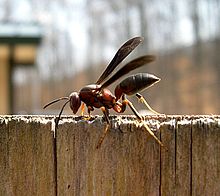 P. metricus Metricus Paper Wasp (Polistes metricus) at trailhead - Flickr - Jay Sturner.jpg