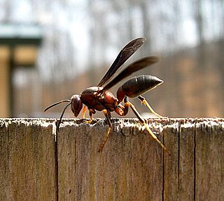 <i>Polistes metricus</i> species of wasp