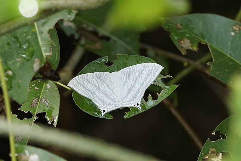 File:Micronia aculeata 8064.jpg