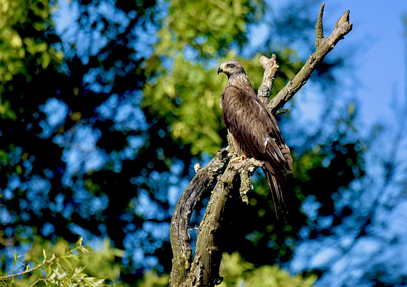 File:Milhafre-preto, Black Kite (51267335790).jpg