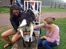 Two undergraduate students milking a goat