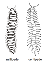 Millipede and centipede