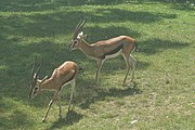 Thomson's gazelles