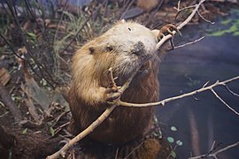 Milwaukee Public Museum March 2023 77 (Wisconsin Mammals--Beaver Pond, Northern Wisconsin Woodlands).jpg