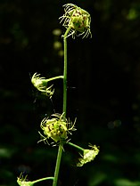 Mitella caulescens