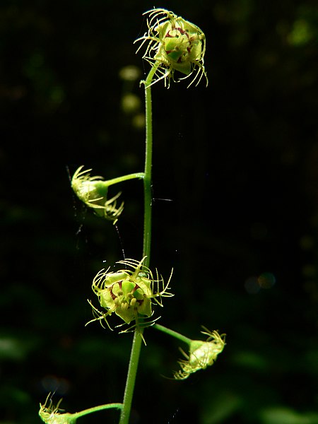 File:Mitella caulescens 10397.JPG