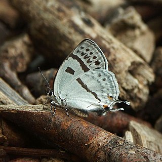 <i>Antigius attilia</i> Species of butterfly