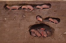 Model of naked mole-rat burrow with soldiers, workers, and a single reproductive female or queen, a social structure similar to the castes of the eusocial insects Model of naked mole-rat soldiers, workers, and queen.jpg