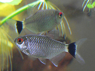<span class="mw-page-title-main">Redeye tetra</span> Species of fish