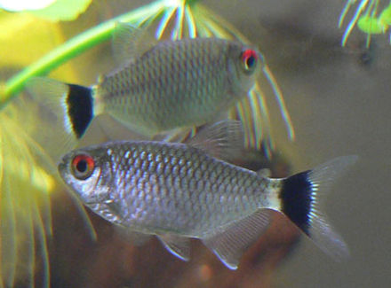 Liste De Poissons Daquarium Deau Douce Wikiwand