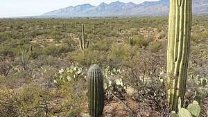 More sonoran desert.jpg