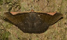 Motten von Costa Rica (Sphacelodes Vulneraria) (25171470886) .jpg