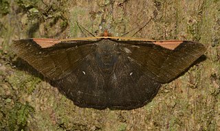 <i>Sphacelodes vulneraria</i> Species of moth